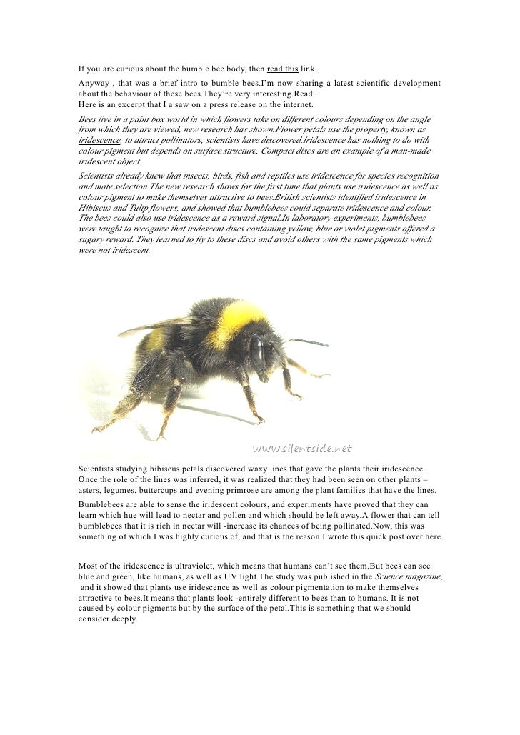 The Bumble Bee Miracle